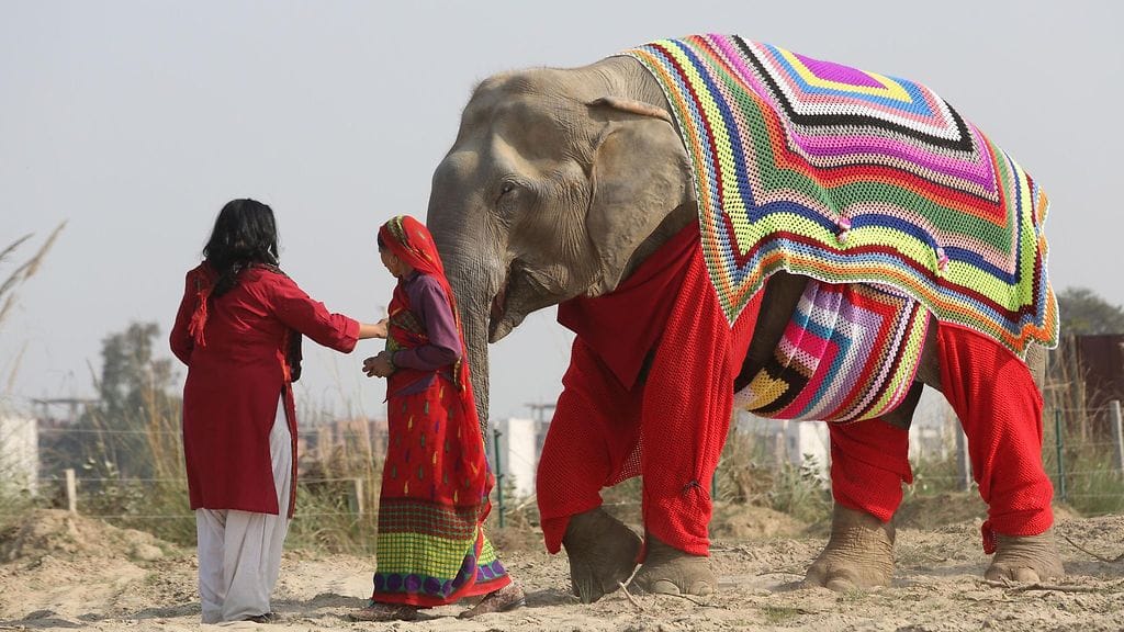 Paikallisten naisten värikkäät neuleet lämmittävät kaltoinkohdeltuja elefantteja.