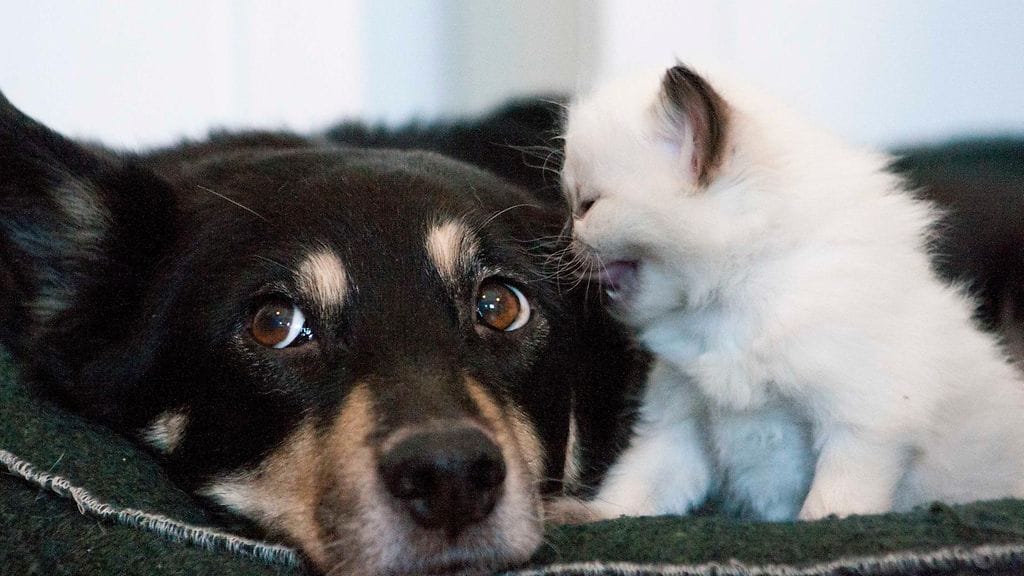 Koirarouva Hiittinen sietää pienten sijaispentujensa temppuja kärsivällisesti.
