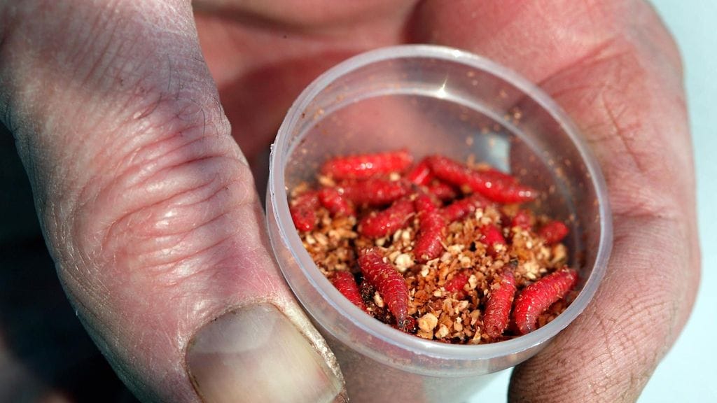 Kuvituskuvassa kärpäsentoukkia. Kuvan henkilö tai rasia eivät liity tapaukseen.