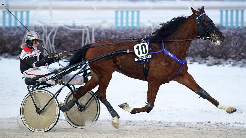 Pink Floydin väkevä voittojuoksu Seinäjoella viime sunnuntaina takasi Veera Vekolalle ravinaisten SM-tittelin.