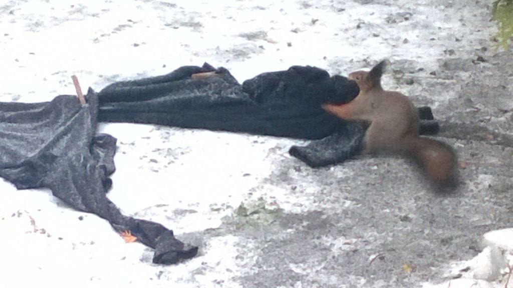 Mä haluan tämän, taisi tämä kurre ajatella.