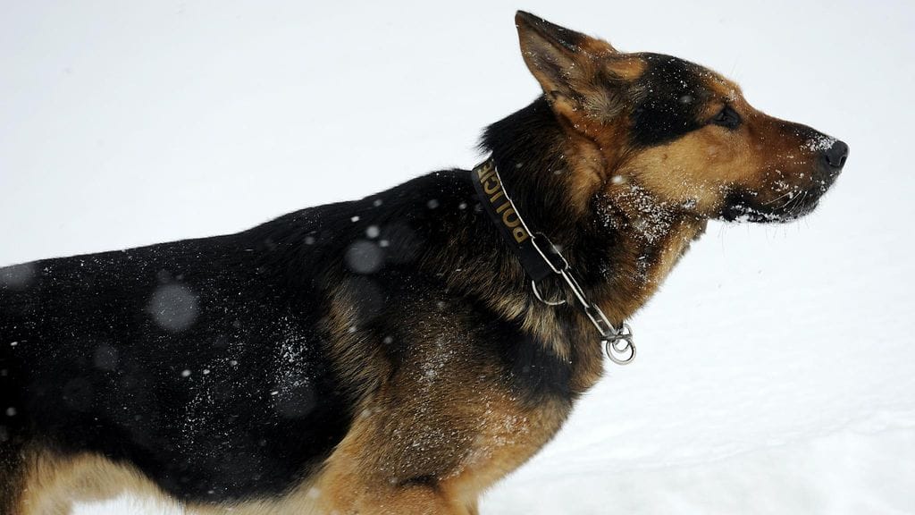 Kuvituskuva. Kuvan koira ei liity tapaukseen.