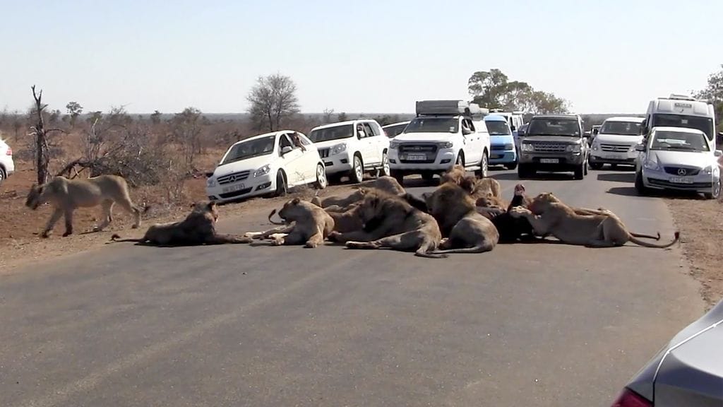 Leijonat tappoivat biisonin ja nauttivat ateriastaan kaikessa rauhassa, keskellä ajotietä.