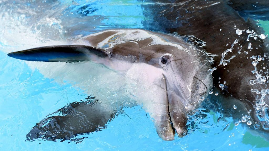 Urosfdelfiini Delfi oli kuollessaan 37-vuotias.