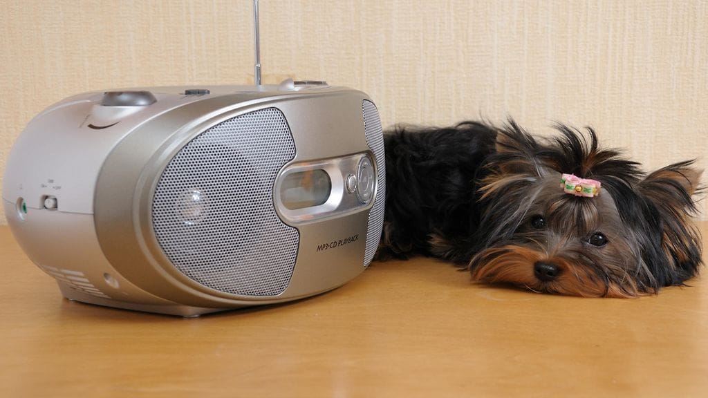 Tutkimuksen mukaan koirilla on yksilöllinen musiikkimaku, aivan kuten ihmisilläkin.