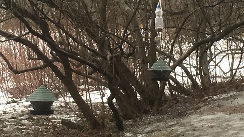 Pihabongaus, linnut, ruokinta