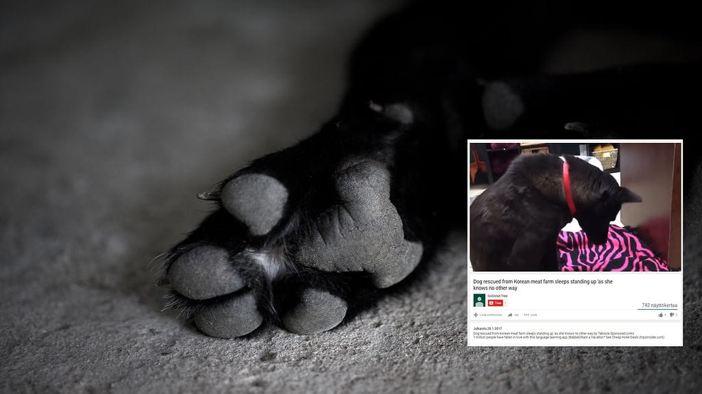 Surullinen video todistaa, kuinka suuria vaikeuksia koiralla on nukkumaan käynnin kanssa.