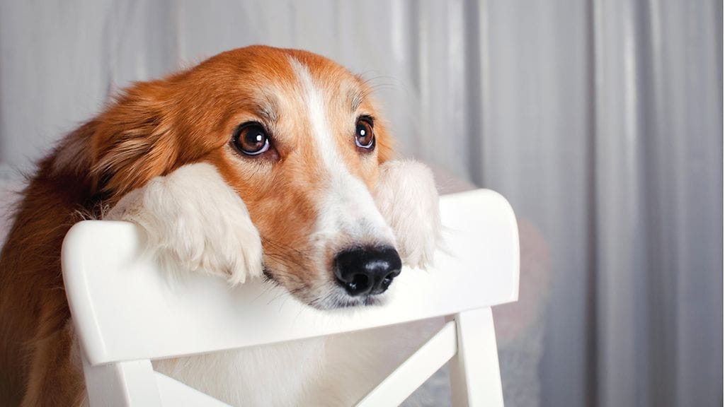 Millaiseksi arvioisit tämän koiran ilmeen?