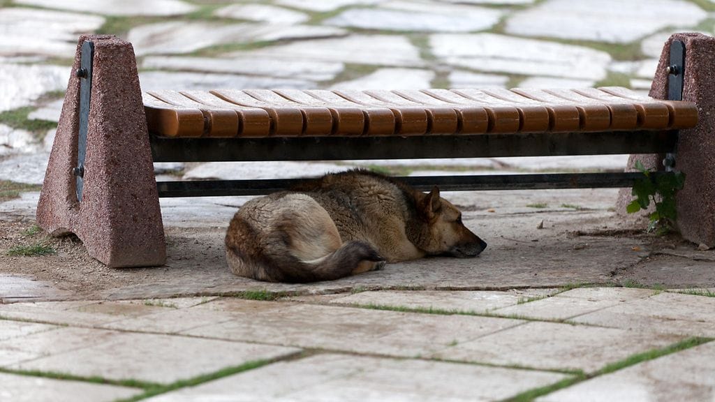 Bussikuski ei voinut jättää surkean näköisiä koirian pulaan.