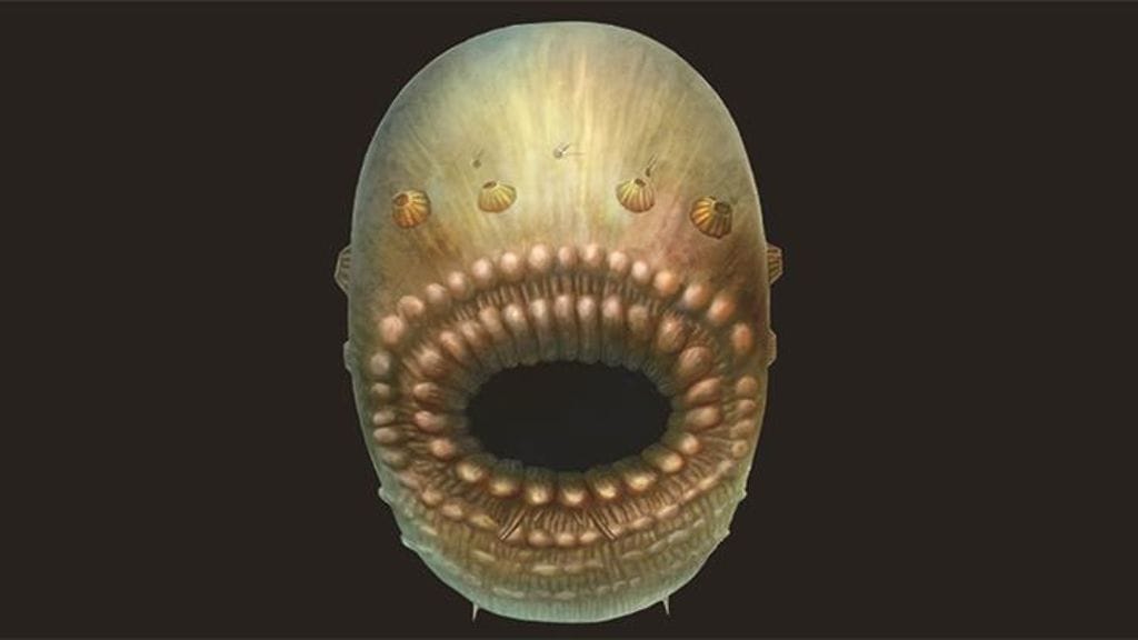 Tutkimuksen pohjalta on onnistuttu hahmottelemaan, miltä Saccorhytus voisi näyttää.