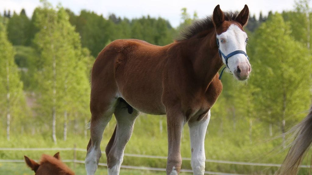 Varsalle annettiin nimeksi Who Made Who, mutta Naama-lempinimi oli tullut jäädäkseen.