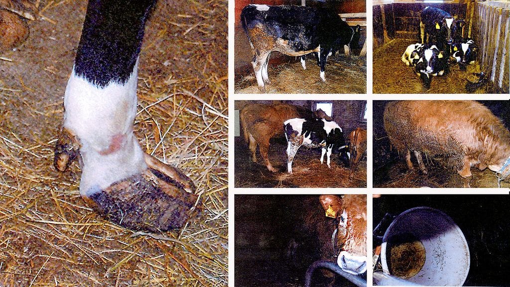 eläinsuojelurikos_2