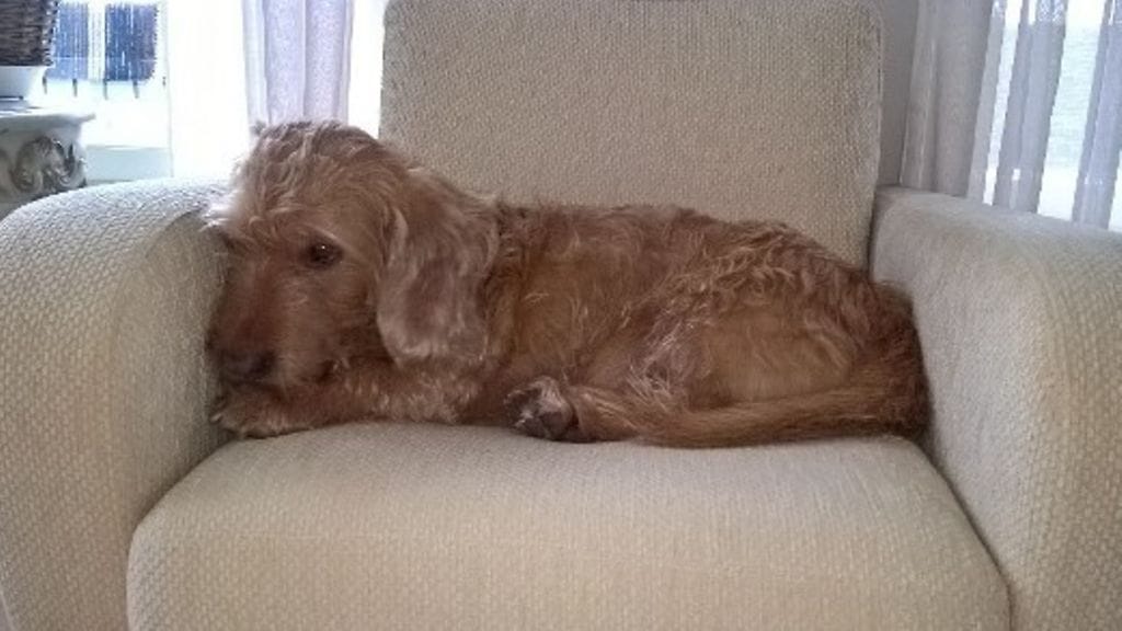 Remu-koira eksyi sumussa Venäjän puolelle. Tässä se lekottelee jo kotisohvalla.