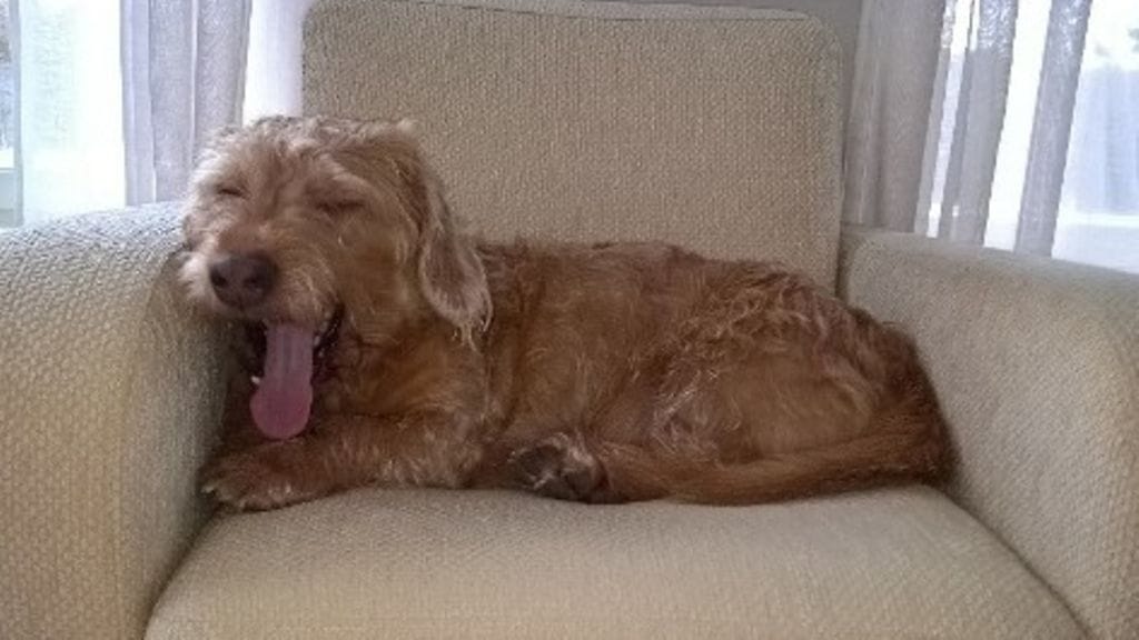 9-vuotias Remu-koira eksyi viime viikonloppuna sumussa Nuijamaalta Venäjän puolelle. Karkuretki päättyi onnellisesti, ja tässä Remu lekottelee jo kotona nojatuolissa. Kuva: Anneli Heinola.