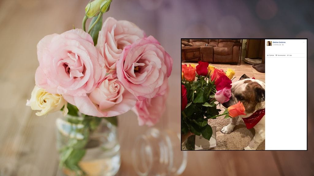 Polvileikkauksesta toipuva koira näyttää olleen tyytyväinen saamaansa lähetykseen.