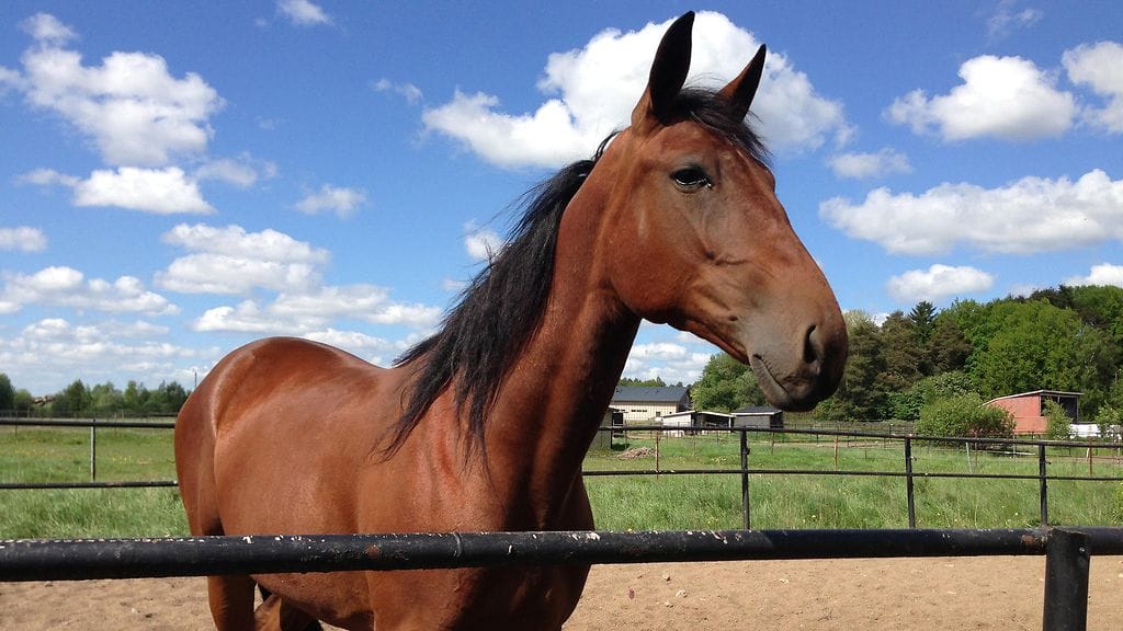 Kiss My Turku -tamma valittiin vuoden turkulaiseksi. "Kisu" sai kolmasosan kaikista äänistä.