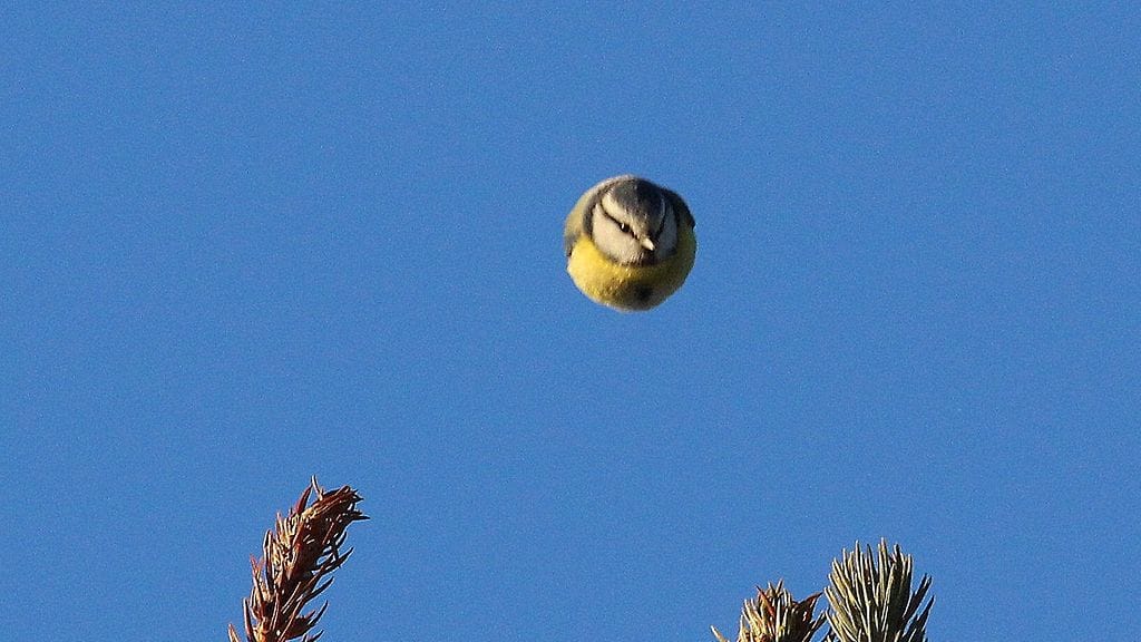 Sinitiainen lehahti lentoon kuusen latvasta.