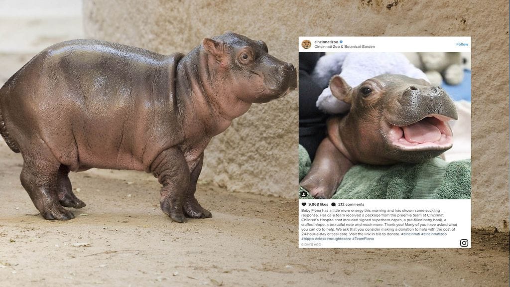 Fiona-virtahepo näyttää toipuvan hyvin, vaikka se syntyikin kuusi viikkoa etuajassa.