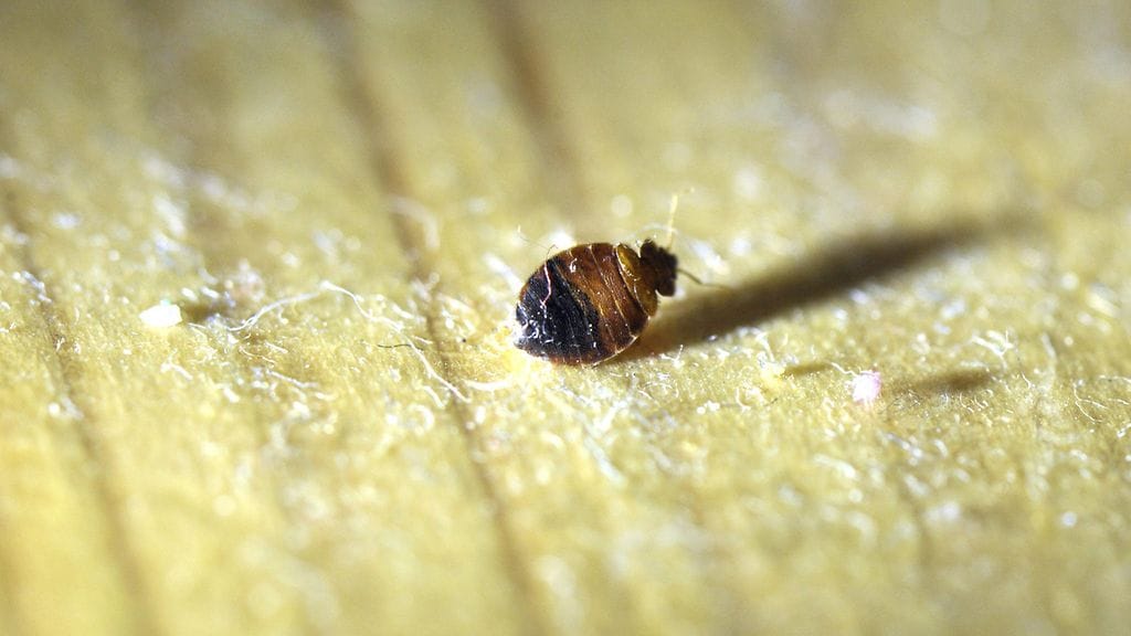 lude, seinälude, luteet