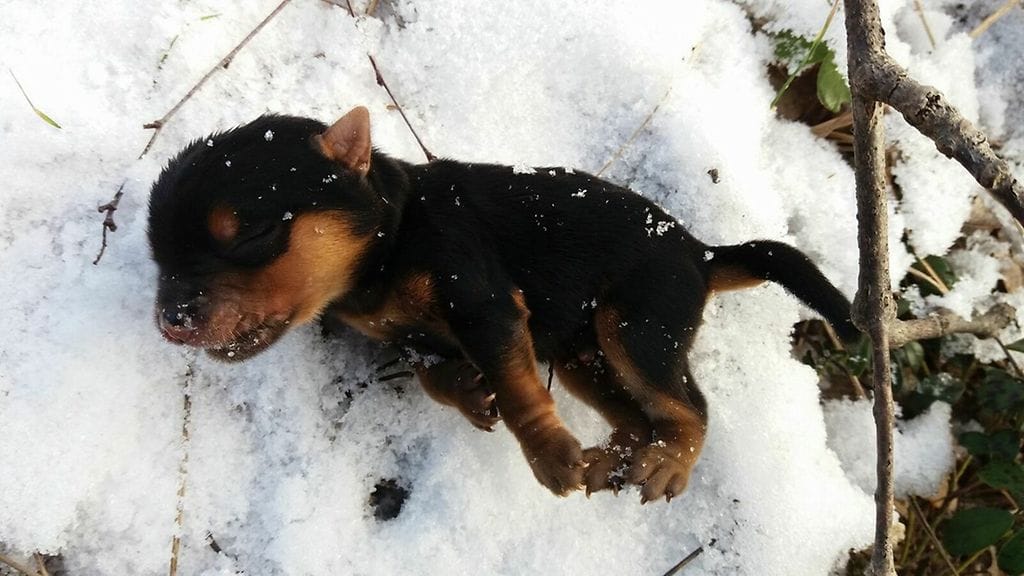 Helena Östdahlin ottama kuva hänen löytämästään kuolleesta koiranpennusta.