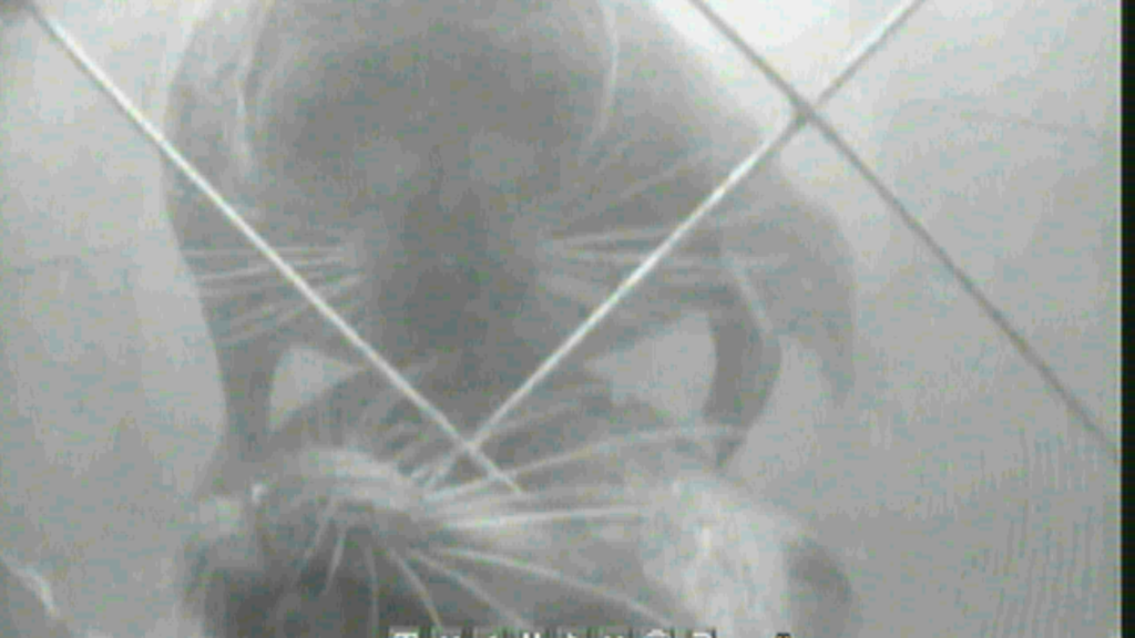 Keimo Lehtiniemi, norpat, saimaanorppa, kalteri (1)