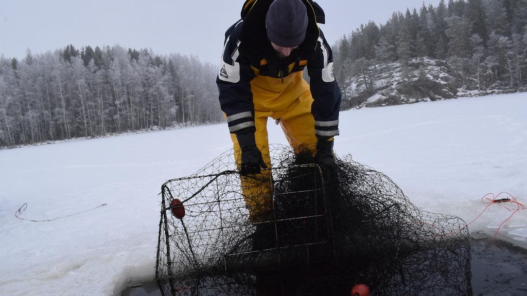 Keimo Lehtiniemi, norpat, saimaanorppa, kalteri (2)