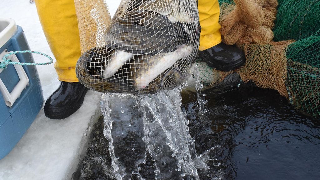 Keimo Lehtiniemi, norpat, saimaanorppa, kalteri (3)