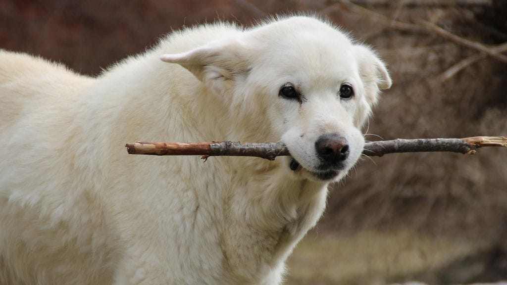 Viikko sitten 19 vuotta täyttänyt Tessu on ikäisekseen aktiivinen. Mikkelissä Lokan perheessä asustava koira nauttii etenkin metsässä sinkoilusta.
