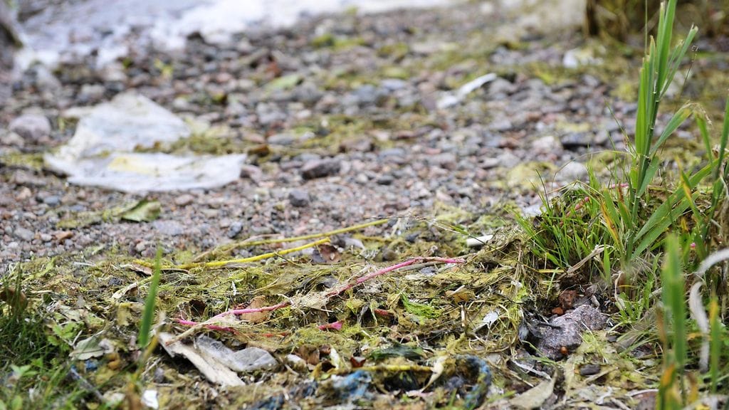 Helsingin Jätkäsaaren räjäytystyömailta louhintajätteen mukana mereen päätynyttä impulssiletkua Lauttasaaren rannoilla 21. heinäkuuta 2016.