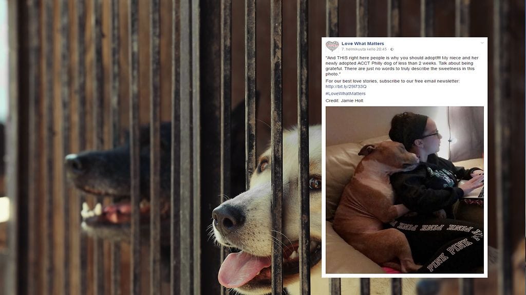 Kovia kokeneen koiran ja uuden omistajan välinen side on huikea.