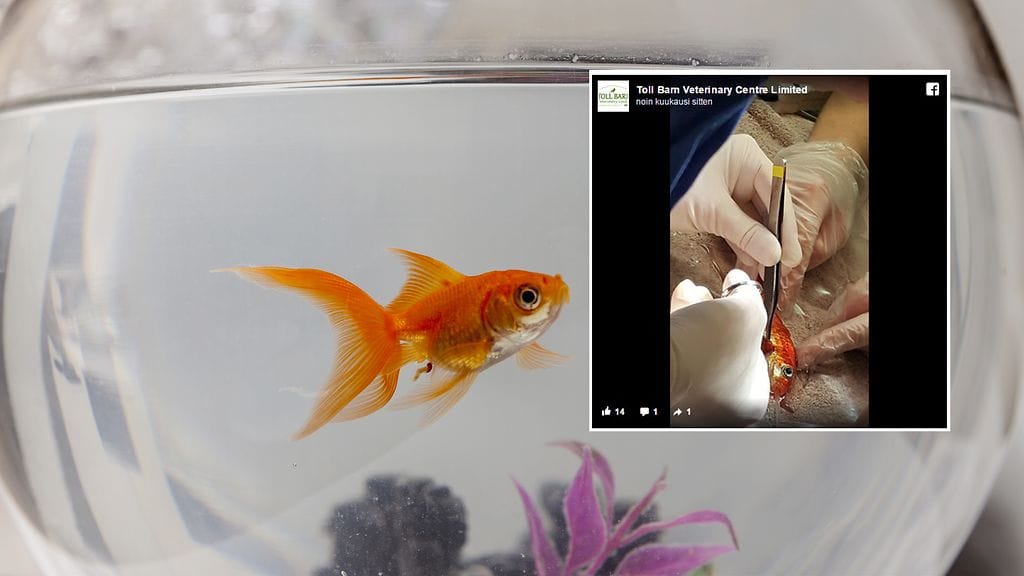 Bob-kultakalan henki pelastettiin vaativan leikkauksen avulla.