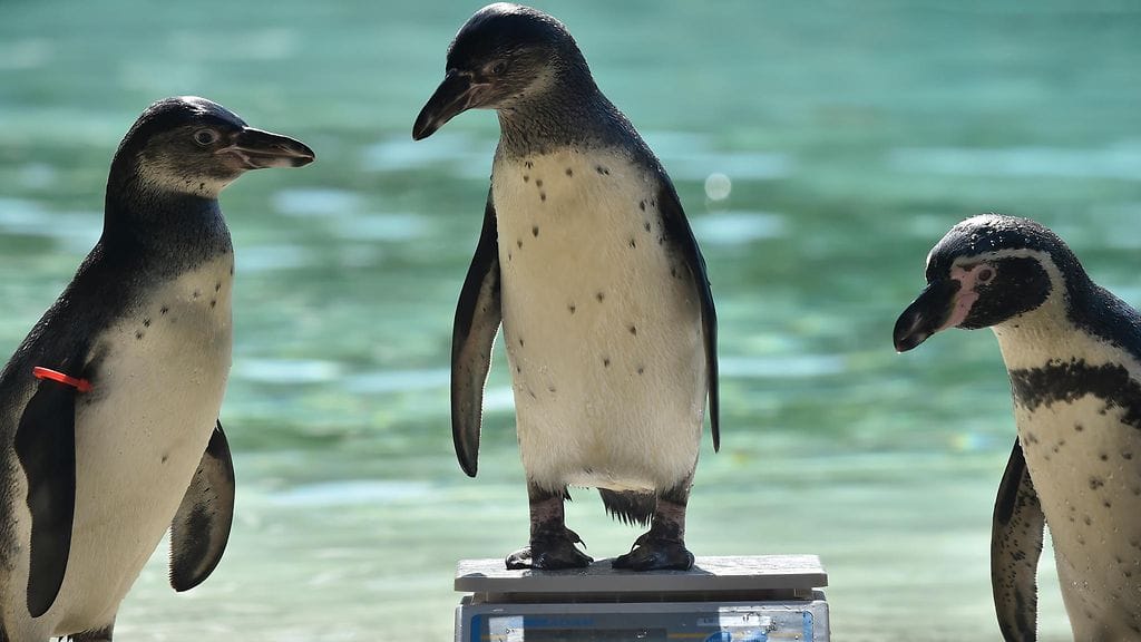 Arkistokuva perunpingviineistä. Saksassa etsitään kuumeisesti eläintarhasta kadonnutta vastaava yksilöä.