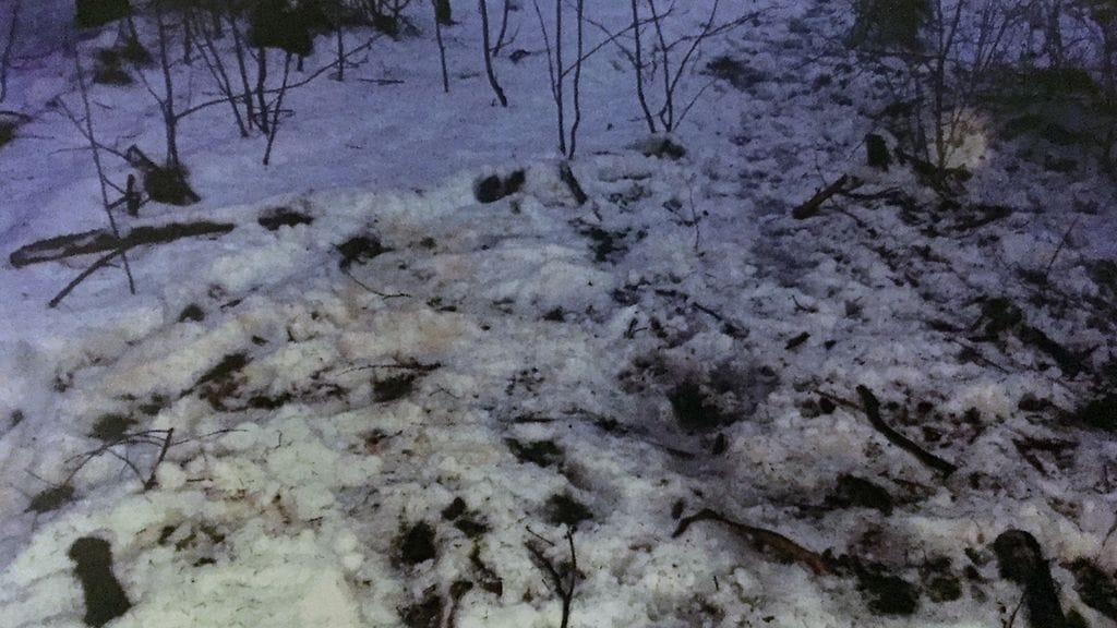 koira oikeudenkäynti 4