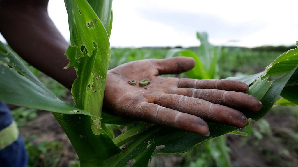 Spodoptera frugiperda -nimisen yökön toukkia Zimbabwessa 26.1.2017.