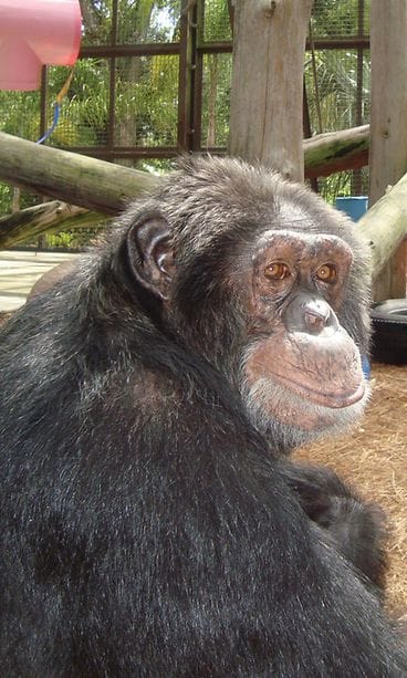 Michael Jackson Bubbles