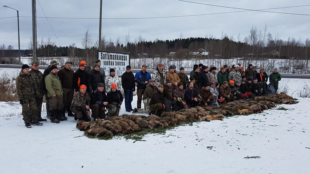 Metsästäjät jahtasivat pienpetoja Etelä-Suomessa. Päätarkoituksena oli kuitenkin vähentää haitallisia vieraslajeja, kuten supikoiraa ja minkkiä. Kuva: Sakari Paunila.