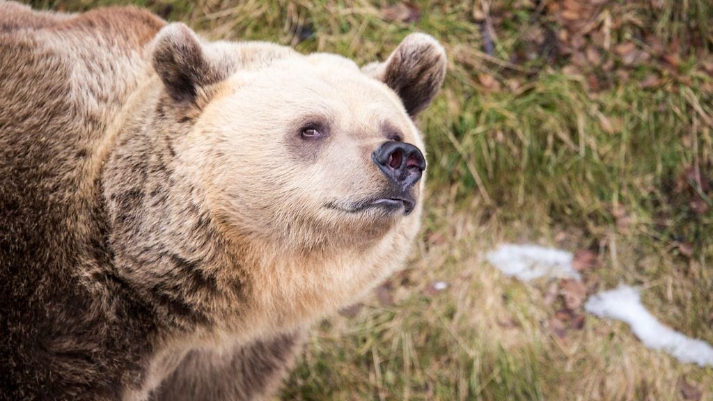 Korkeasaaren karhut heräsivät tänä talvena hieman etuajassa ilmeisesti keväisen sään virkistäminä. Kuva: Korkeasaari.