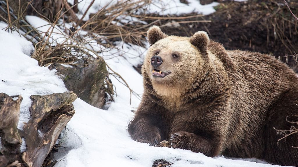 32949152835_a255058a78_k Korkeasaari