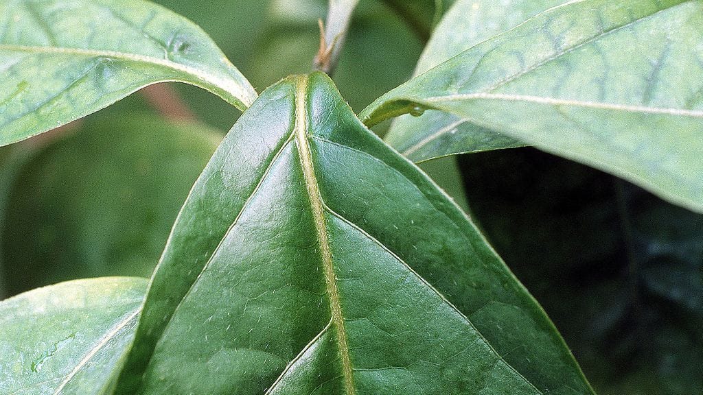 Ayahuasca_2