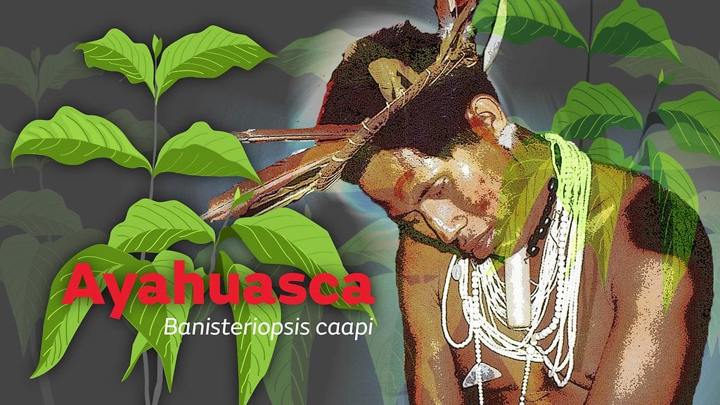 Ayahuascaa ovat perinteisesti käyttäneet eräät Amazonin sademetsän heimot.