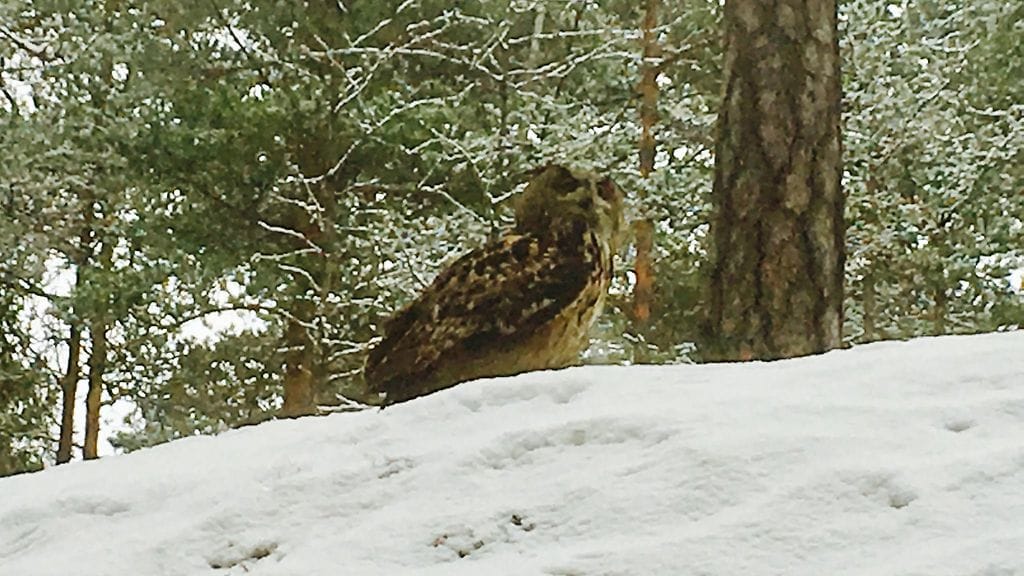 Huuhkaja, vapautus, metsä