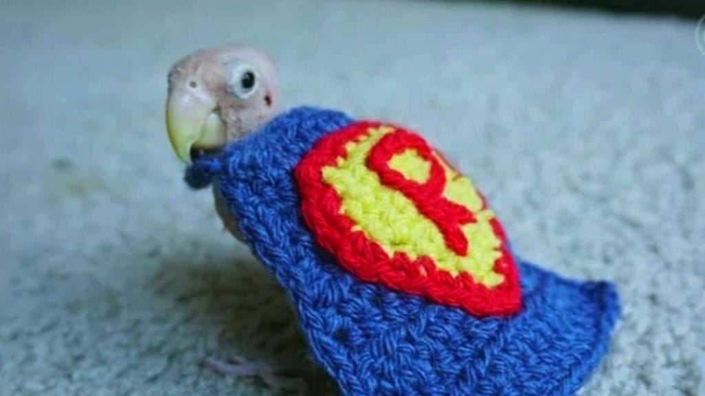 Kaljuuntuva lintu 2017