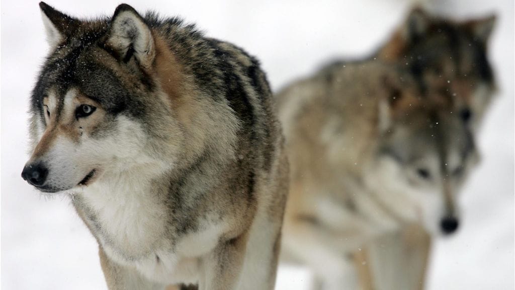 Susia Ähtärin eläinpuistossa.