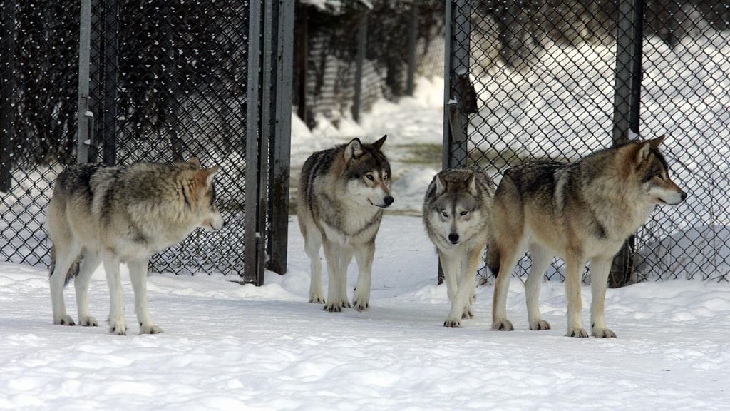 Ähtärin eläinpuisto, sudet, susi, aita