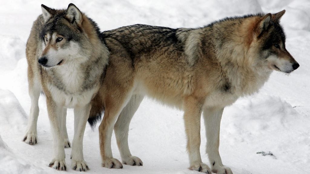 Susia Ähtärin eläinpuistossa.