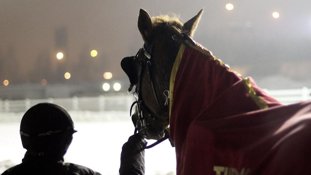 Kuvan hevonen ei liity tapaukseen.