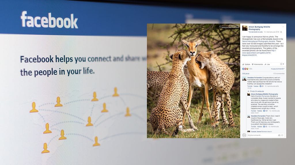 Luontovalokuvaaja Alison Buttigiegin palkittu otos lähti leviämään somessa valheellisen tarinan siivittämänä.