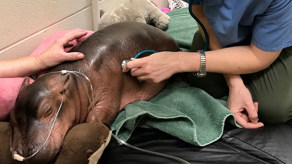 fiona-eläintarha-2-CINCINNATIZOO