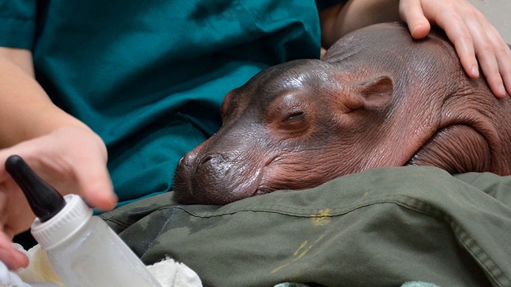 fiona-eläintarha-3-CINCINNATIZOO