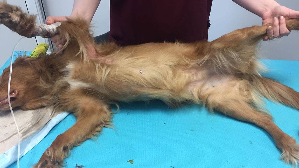 myrkytysoireet koiralla